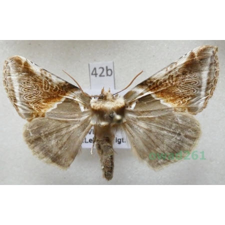 Habrosyne pyritoides (Hufnagel, 1766) Pluszówka agatka Czech42b